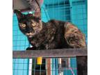 Adopt Zelda a Tortoiseshell Domestic Shorthair / Mixed cat in POMONA
