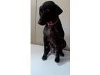 Adopt Bridgett a Black Labrador Retriever / Whippet / Mixed dog in Vista