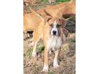 Adopt Tyson a Brown/Chocolate Australian Cattle Dog / Boxer / Mixed dog in