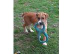 Adopt Vander a Brown/Chocolate Australian Cattle Dog / Boxer / Mixed dog in