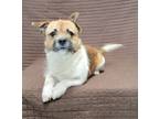 Adopt Jovi a Brown/Chocolate - with White Terrier (Unknown Type
