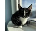 Adopt Kaneki a All Black Domestic Shorthair / Mixed cat in Tulsa, OK (33681116)