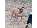 Adopt Miss Boomer a Brown/Chocolate Australian Cattle Dog / Boxer / Mixed dog in