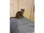 Adopt Angel a Brown Tabby Domestic Shorthair / Domestic Shorthair / Mixed cat in