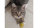 Adopt Bobbi a Manx / Mixed cat in Tulsa, OK (33681075)