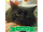 Adopt Buddy a All Black Domestic Longhair / Mixed cat in Tulsa, OK (33681051)