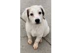Adopt Leia a White - with Black Australian Shepherd / Mixed dog in Fort Collins