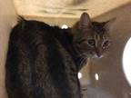 Adopt Cat a Brown Tabby Domestic Shorthair / Mixed (short coat) cat in Jurupa