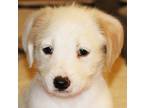 Adopt SUGAR (OUR SUGGLER) a White - with Tan, Yellow or Fawn Goldendoodle /