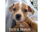 Adopt Etch A Sketch a Tan/Yellow/Fawn Boxer / Pit Bull Terrier / Mixed dog in