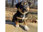 Adopt Ren a Black Shepherd (Unknown Type) / Mixed dog in Huntsville