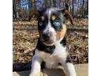 Adopt Ruben a Black Shepherd (Unknown Type) / Mixed dog in Huntsville