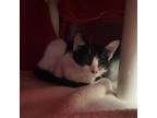 Adopt Sawyer - Foster a White Domestic Shorthair / Mixed cat in Walker