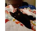 Adopt Smoothie a All Black Domestic Shorthair / Mixed cat in Walker