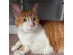 Adopt Jules - Foster a Orange or Red Domestic Shorthair / Mixed cat in Walker