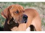 Adopt Moxie a Red/Golden/Orange/Chestnut Hound (Unknown Type) / Mixed dog in