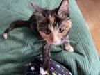 Adopt Yonah a Calico or Dilute Calico Domestic Shorthair / Mixed (short coat)
