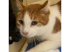 Adopt Tab a Orange or Red Domestic Shorthair / Mixed cat in Murray