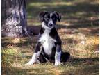 Adopt Kylo (Ky) a Black - with White Border Collie / Labrador Retriever / Mixed