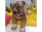 Adopt Ruby a Brown/Chocolate Blue Heeler / Australian Shepherd / Mixed dog in
