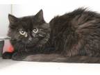 Adopt CHIMMERICAL* a All Black Domestic Mediumhair / Mixed (medium coat) cat in