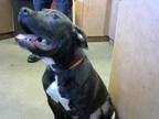 Adopt *SHIMMY a Red/Golden/Orange/Chestnut - with White American Pit Bull