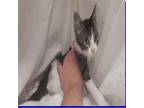Adopt Nina - POLK a Gray or Blue Domestic Shorthair / Mixed cat in New York