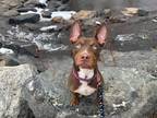 Adopt Asha a Red/Golden/Orange/Chestnut Husky / Boxer / Mixed dog in Boulder