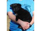 Adopt Meadow a Black Golden Retriever / Mixed dog in Parsons, KS (33680194)