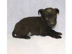 Adopt Jiggs a Black Labrador Retriever dog in Forrest City, AR (33680188)