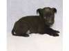 Adopt Jiggs a Black Labrador R