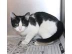 Adopt Ninja a All Black Domestic Shorthair (short coat) cat in Forrest City