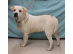 Adopt Booger a White Labrador Retriever / Terrier (Unknown Type