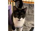Adopt Alayna a Black & White or Tuxedo Domestic Shorthair / Mixed cat in