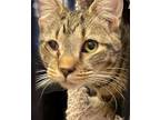 Adopt Shawnee a Brown Tabby Domestic Shorthair / Mixed cat in Phillipsburg