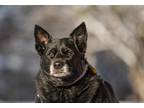 Adopt Shelly a Black - with White Labrador Retriever / Shepherd (Unknown Type) /