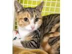 Adopt Ginger a Calico or Dilute Calico Domestic Shorthair / Mixed (short coat)
