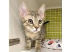 Adopt Jesse a Brown Tabby Domestic Shorthair / Mixed (short coat) cat in