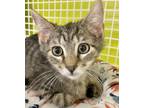 Adopt Eric a Brown Tabby Domestic Shorthair / Mixed (short coat) cat in