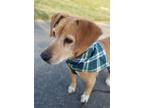 Adopt Brownis a Tan/Yellow/Fawn - with White Beagle / Mixed dog in Washington