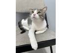Adopt Jojo a Domestic Shorthair / Mixed cat in Cornwall, ON (33680066)