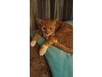 Adopt Titus a Orange or Red Calico (medium coat) cat in Mason City
