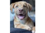 Adopt Marley a Red/Golden/Orange/Chestnut Golden Retriever / Mixed dog in