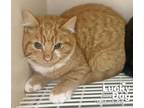 Adopt Ginger a Orange or Red (Mostly) Domestic Shorthair / Mixed (short coat)