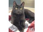 Adopt Caternick a All Black Domestic Shorthair / Mixed (short coat) cat in