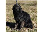 Adopt Flower a Black Schnauzer (Standard) / Mixed dog in Parsons, KS (33679909)