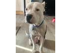 Adopt Dansby a White - with Gray or Silver Pit Bull Terrier / Mixed dog in Fort