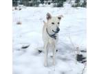 Adopt Macee a White Labrador Retriever / German Shepherd Dog / Mixed dog in