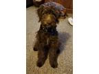 Adopt Simon a Brown/Chocolate Miniature Poodle / Border Collie / Mixed dog in