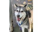 Adopt Tempe a Gray/Blue/Silver/Salt & Pepper Husky / Mixed dog in Fresno